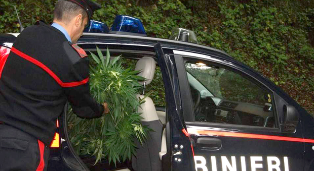Laboratorio per la marijuana nel pollaio: giovane incensurato arrestato a Castelcivita