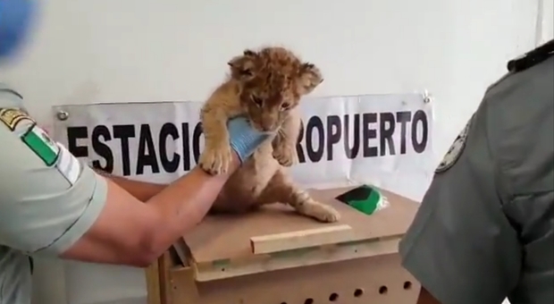 il leoncino trovato in una cassetta dalla polizia all'aeroporto messicano (immagini e video pubblicati da Guardia Nacional su Twitter)