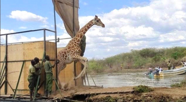 Kenya, lo spettacolare salvataggio delle giraffe prigioniere sull'isola da 15 mesi