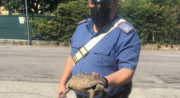 La tartaruga "in libera uscita" salvata dai carabinieri