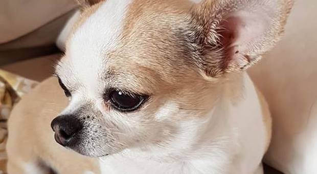 Chihuahua ucciso a bastonate dal suo padrone perché non smetteva di abbaiare