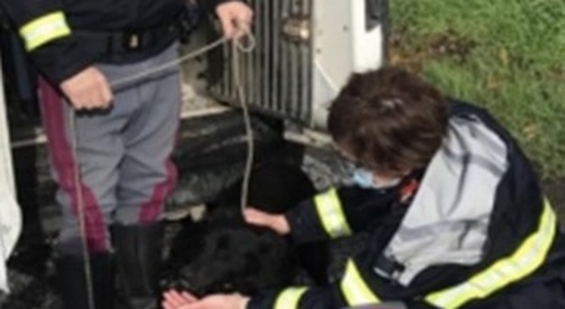 Abbandonato sul raccordo Avellino-Salerno, cane salvato dalla Polstrada