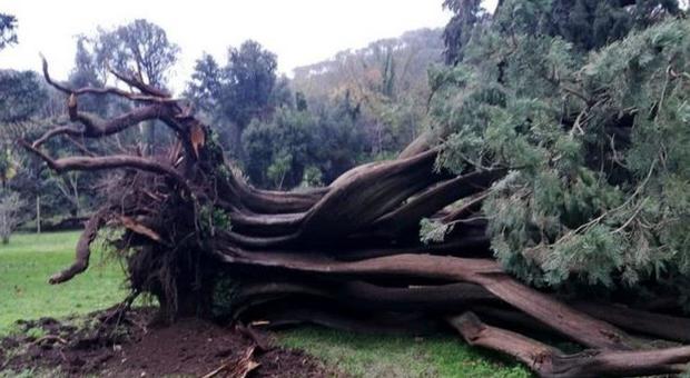 La Reggia di Caserta «regala» alberi caduti per maltempo in cambio di manutenzione