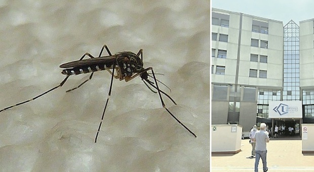 L'ospedale è invaso dalle zanzare: colpa dei cantieri