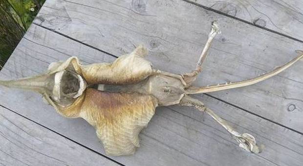 Nuova Zelanda, scoperto Alien: ecco lo scheletro del "mostro marino"