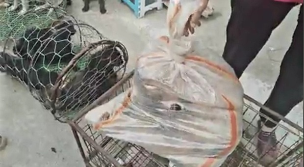 Gatti infilati nel sacco in vendita al mercato vietnamita (immagini e video pubbl dall'ass We are not Food su Fb)