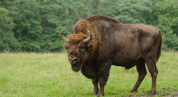 Il bisonte torna in Italia, carne ipocalorica ma gustosa