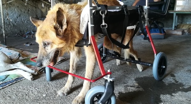 Lazzaro, il cane "risorto" da una morte certa: ora è di nuovo felice VIDEO