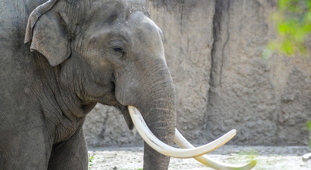 Entra nel recinto degli elefanti con la figlia allo zoo: l'animale lo carica e gli agenti lo arrestano