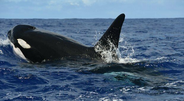 Cadice, allerta incidenti orche: il governo limita navigazione di barche a vela