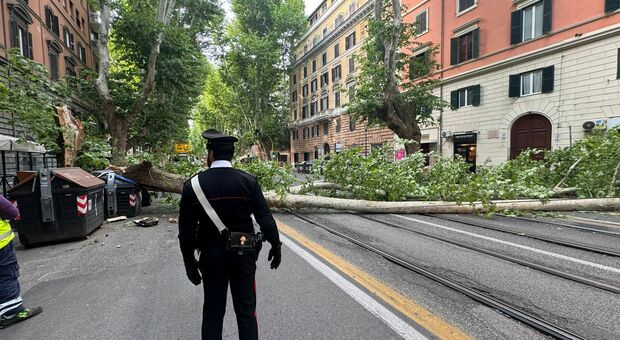 Roma, albero cade a viale Regina Margherita e colpisce cavi elettrici: stop ai tram