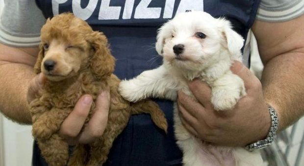 Rimini, caricavano cuccioli su un furgone in Polonia e li portavano in Italia illegalmente: 3 denunce
