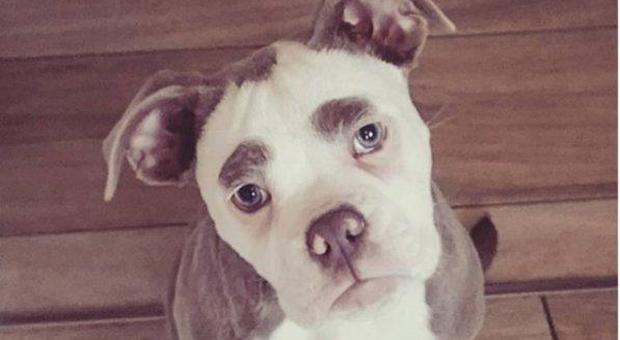 Madame Eyebrows, il cane più triste del mondo è già una star sui social