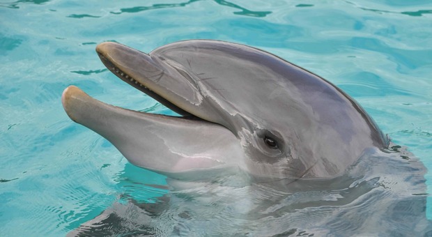 Mai più animali in cattività nei parchi acquatici e acquari: il futuro è dei delfini-robot