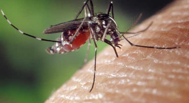 Allarme West Nile, a Ceneselli trovate alcune zanzare infette