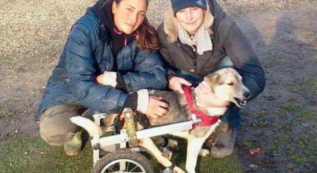 Ozzy, il cane paraplegico con le volontarie di Due Carrare