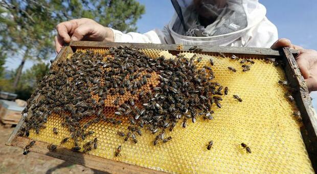 Migliaia di api infestano la scuola nel Napoletano: stop per tre giorni