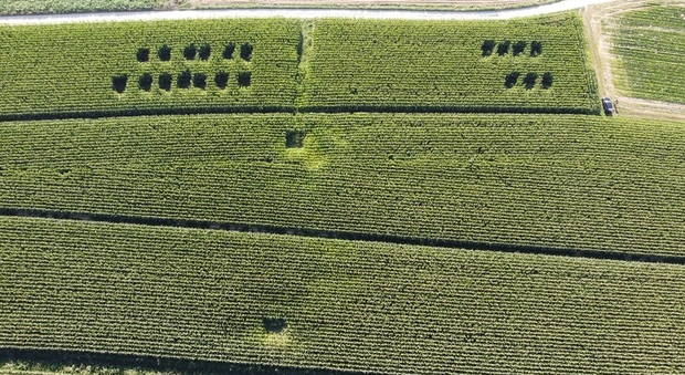 La foto aerea delle piantagioni di marijuana
