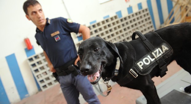«Cani antidroga a Montecitorio»: la Camera boccia la proposta M5S