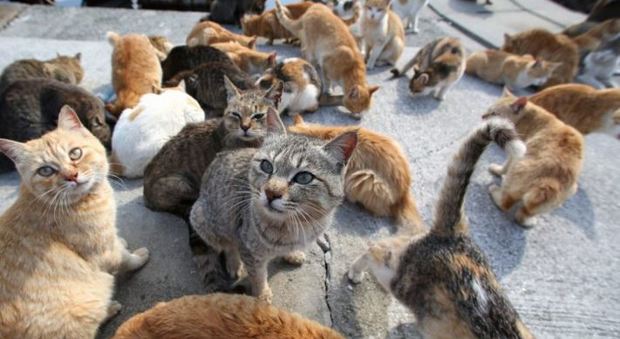 L’Asur deve realizzare una strada: ottanta gatti sono a rischio sfratto