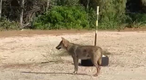 Un lupo fra i turisti del Salento: ancora un avvistamento. Il sindaco di Otranto: «Vietato dargli da mangiare, pronta l'ordinanza»