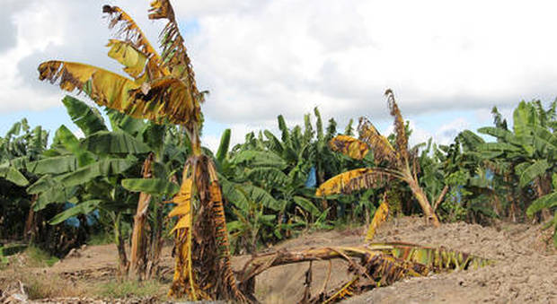 Fungo killer minaccia produzione mondiale di banane: a rischio un mercato da 45 miliardi