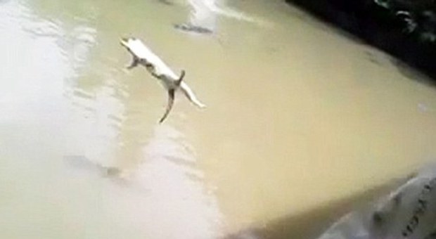 Lanciano un gatto in un lago infestato da coccodrilli