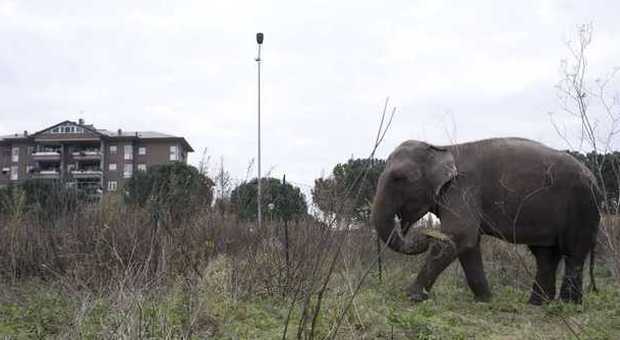 Elefante in fuga a Talenti, Orfei: «Mai scappato dal circo, stava solo passeggiando vicino ai tendoni»