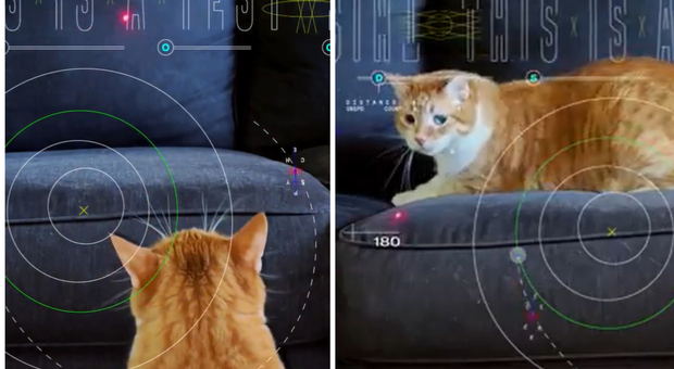Nasa, il gatto trasmesso in streaming dallo spazio: il video (mentre insegue una luce) sulla Terra in 101 secondi
