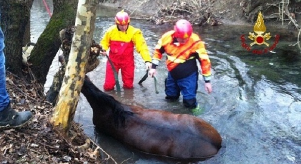 Salvato il cavallo bloccato dal fango in un fiume