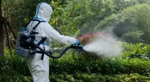 Pesaro, caso di febbre dengue: bonificata Pantano contro la zanzara tigre