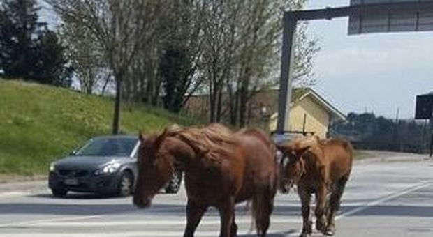 Benevento, cavalli in fuga bloccano il traffico in centro
