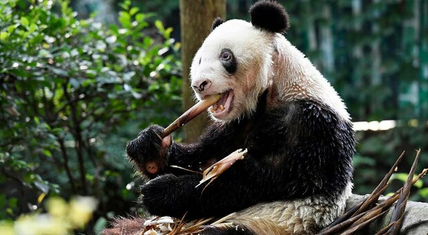 Panda gigante compie 38 anni: festa in Cina per Nonna Xinxing
