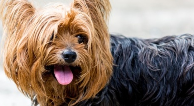 I cani ci capiscono? lo studio choc: «Sono bilingue, possono apprendere linguaggi diversi»