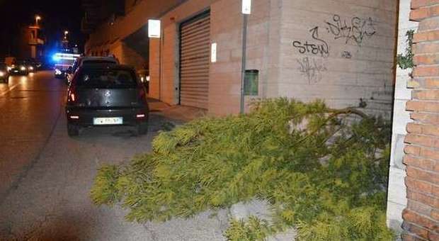 Ancona, alberi e rami caduti per il vento Allarme sulle strade della provincia
