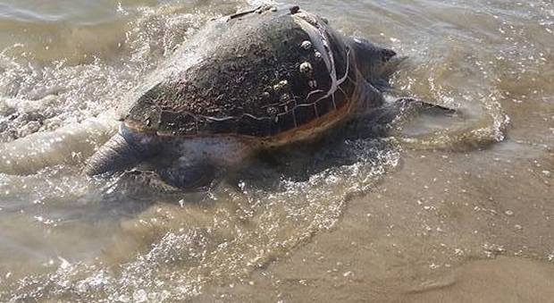 Una tartaruga caretta caretta morta ritrovata sulla spiaggia di Licola: è il quinto ritrovamento quest'estate