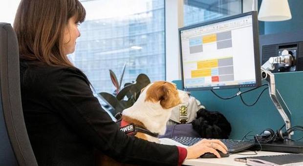 «Cani al lavoro», la banca Unicredit accoglie Fido con ciotole e giochi