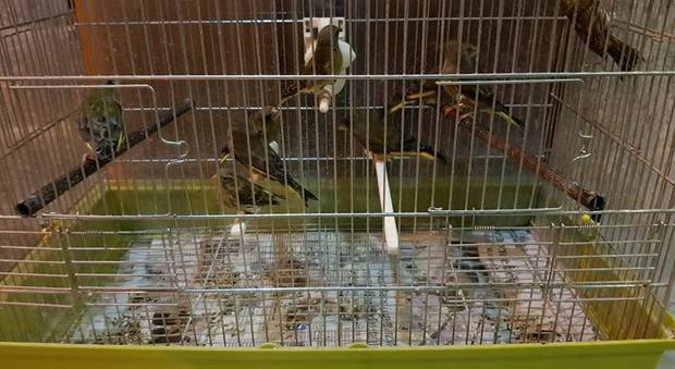 Vomero, vendeva uccelli di razza protetta nei pressi del Collana: denunciato