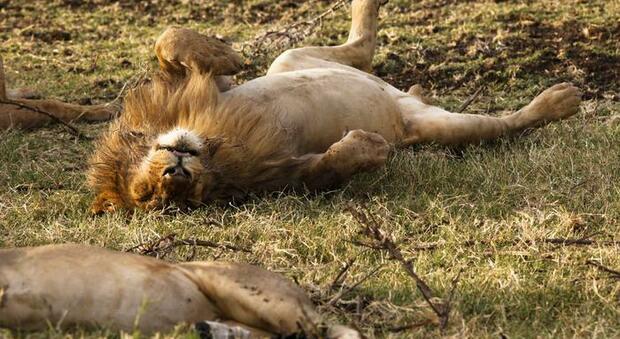 Registrato uno scontro tra due leoni di montagna, uno muore per le ferite riportate - VIDEO
