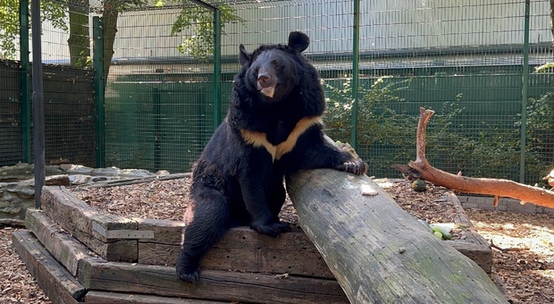 Yampil, l'orso nero salvato dai soldati ucraini (dopo 5 mesi di guerra) trova casa in uno zoo scozzese
