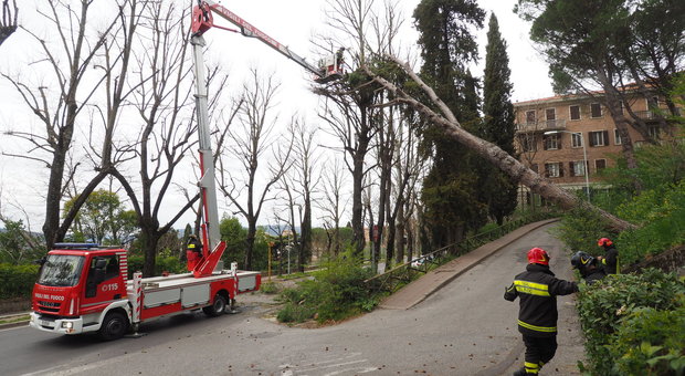 Maltempo, le forti raffiche di vento fanno cadere alberi, rami e coppi in tutta la provincia di Perugia. In azione i vigilid le fuoco