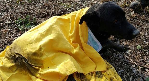 Il cane meticcio salvato dai Vigili del Fuoco di Abano