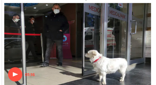 Il padrone è ricoverato, il cane lo aspetta per una settimana fuori dall'ospedale. La storia commovente