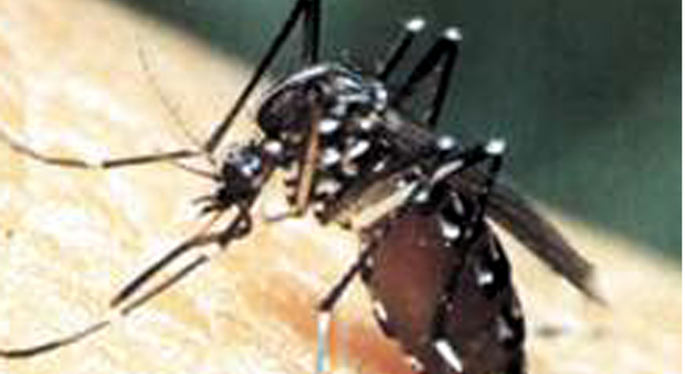 Allarme zanzara tigre, Ancona al top poi le province di Macerata e Pesaro-Urbino