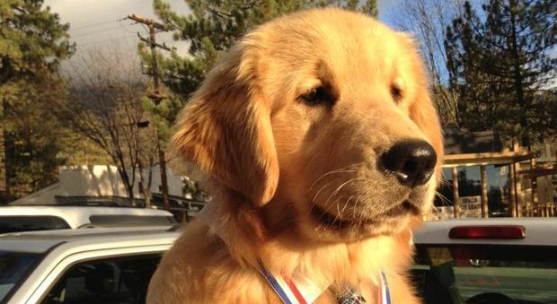 Max, il cane diventato sindaco 'ad honorem' del suo paese