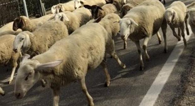 Centinaia di pecore e agnellini in strada: il gregge invade Vigonza