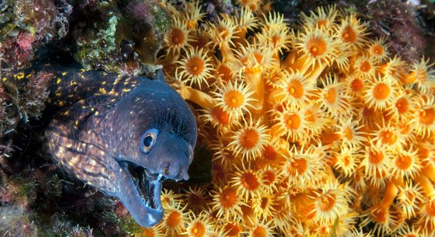 Punta Campanella, gli esperti: specie animali aumentate del 20 per cento