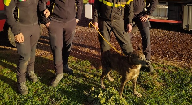 Cane cade in un pozzo alla Caffarella, salvato dai vigili del fuoco