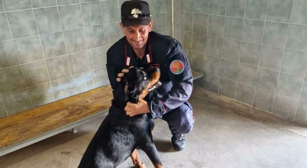 Salerno, cane lasciato al sole in fin di vita: salvato dai carabinieri della forestale
