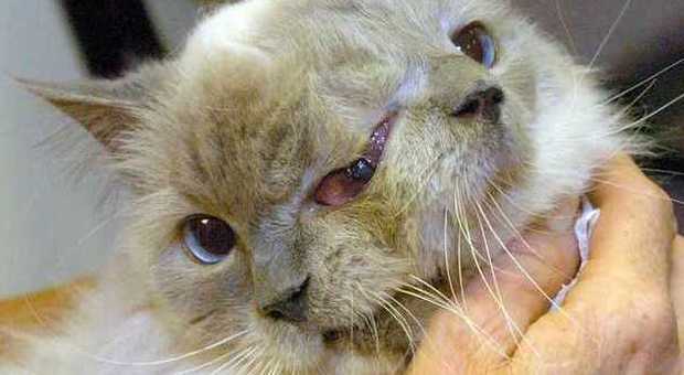 Morto a 15 anni Frank and Louie, il gatto con due teste da Guinness: è il più longevo